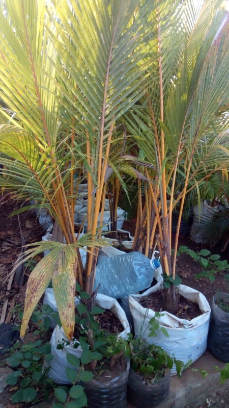 Plants for Outdoor House